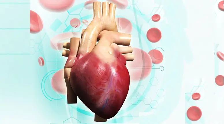 beneficios del té rojo para el corazón y la salud cardiovascular