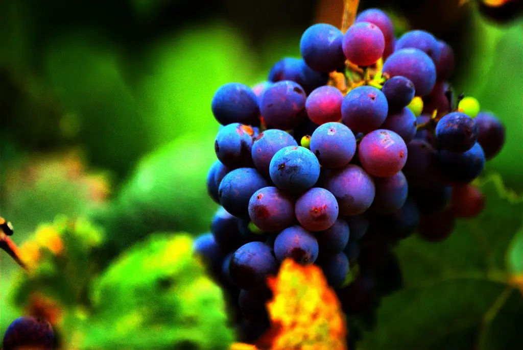 uvas