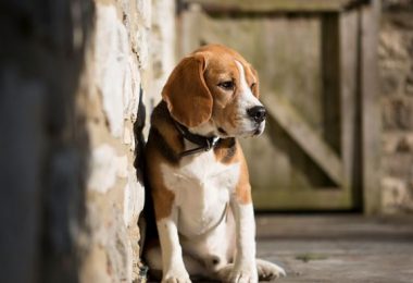 Los animales también pueden sufrir depresión