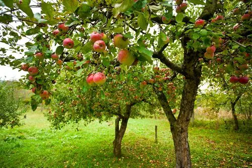ärbol de manzana