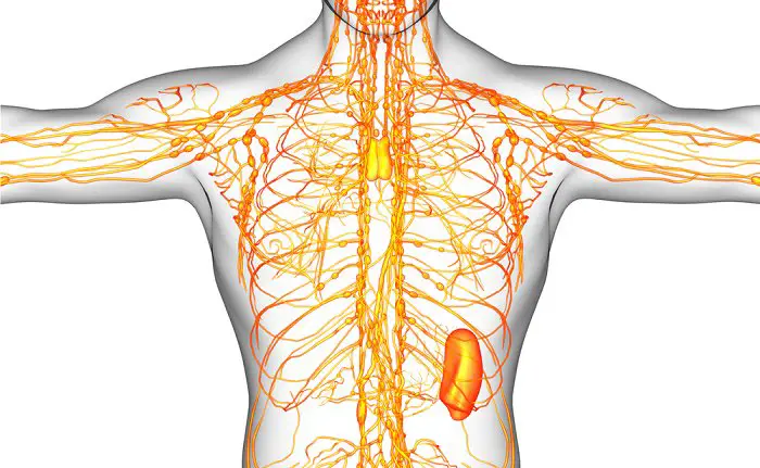 cómo limpiar el sistema linfático