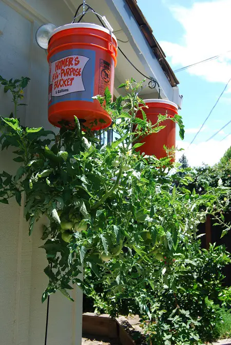 cómo crecer tomates