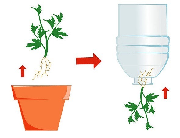 crecer tomates al revés paso 4