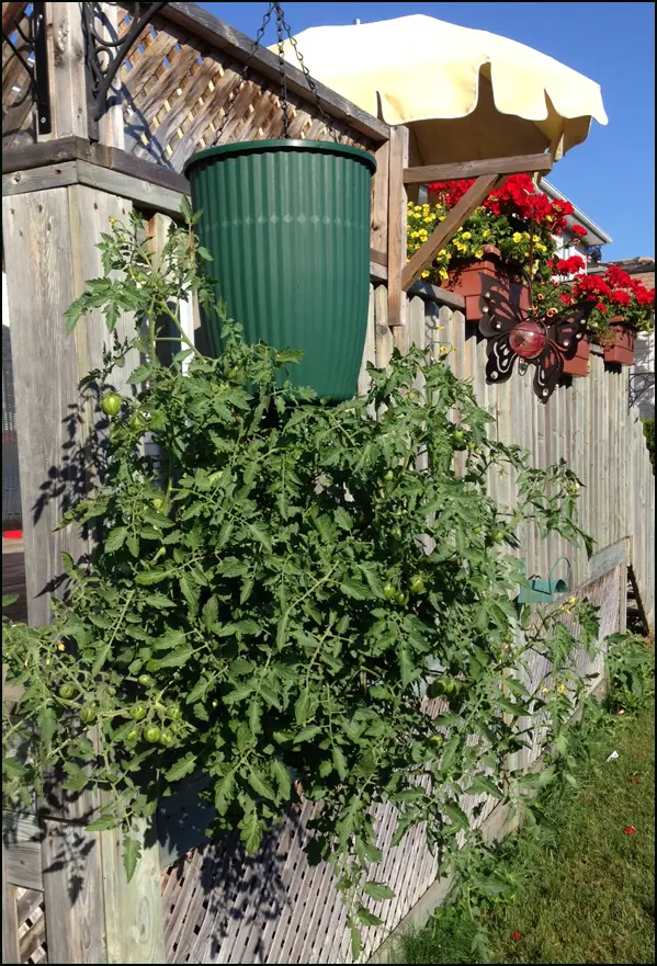 crecer tomates en un bote al reves y colgando