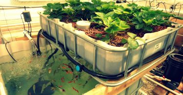 Creando un sistema de orgánico de acuaponia en casa