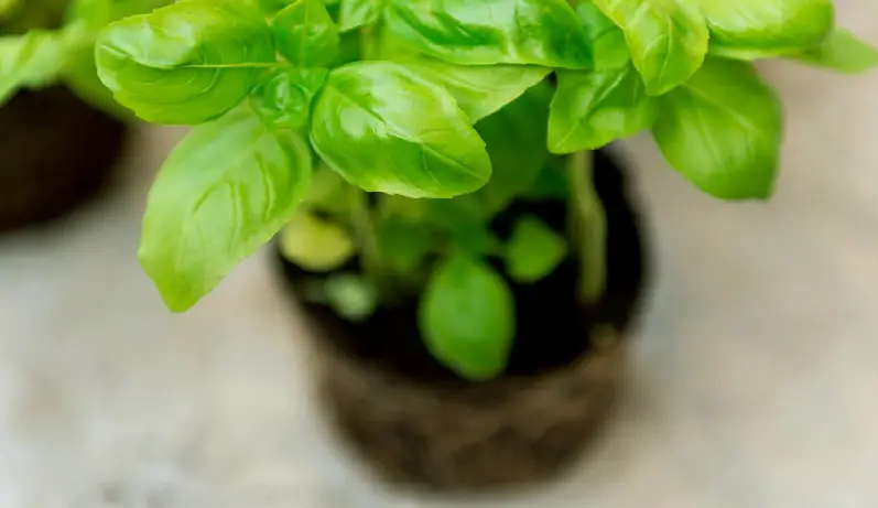 albahaca ayuda a reducir la inflamación de manera efectiva