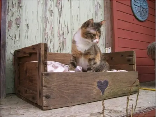 Una cama para gatos usando cajón para frutas reciclado