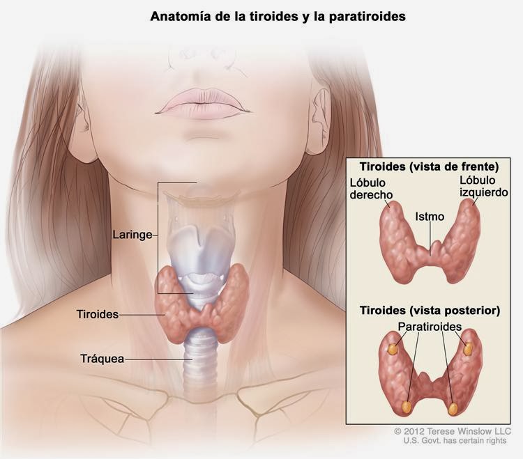 problema de tiroides