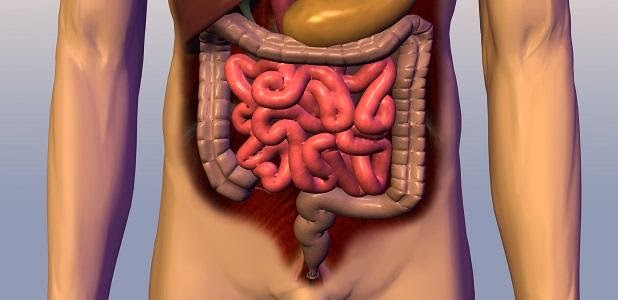  sanar tu Intestino
