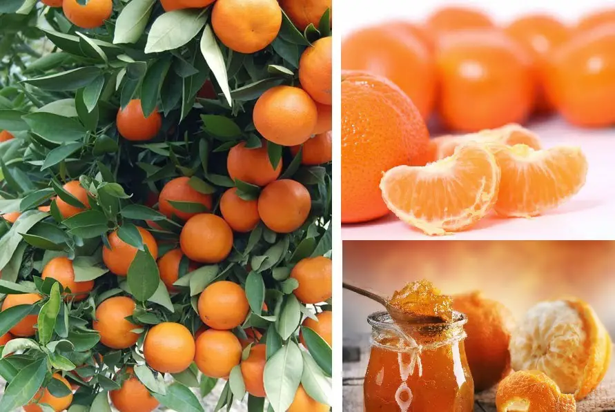 mandarina para la digestión