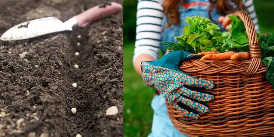 cultivar en suelos pobres