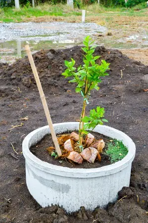 Crecer una planta de limón en maceta