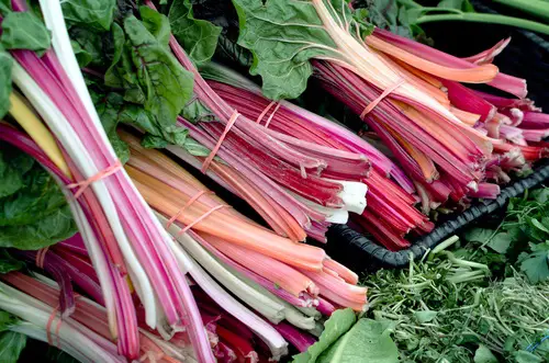 Ruibarbo vegetales perennes