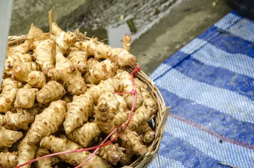 Sunchokes vegetales perennes