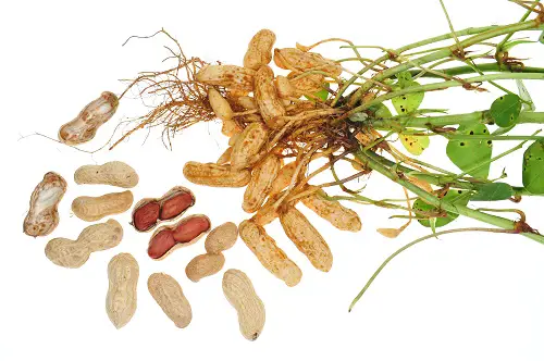 cacahuate vegetales perennes
