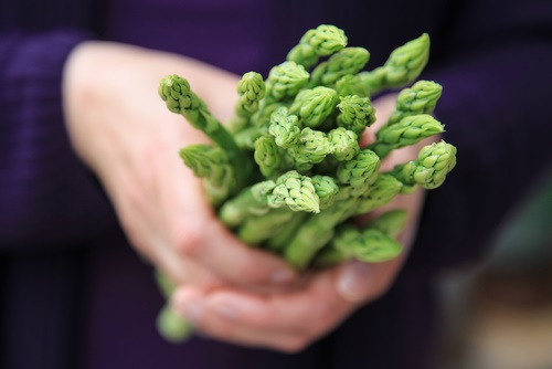 esparragos vegetales perennes
