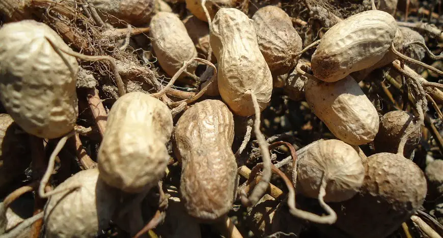 vegetales perennes