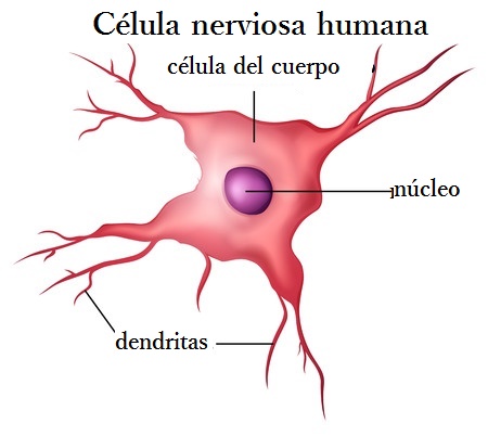 regeneración de las células