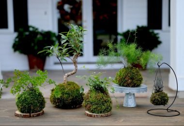 Kokedamas hechas en casa