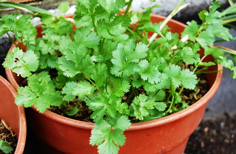 Cilantro en maceta VL