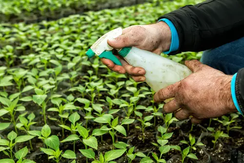 afectan la tiroides Pesticidas