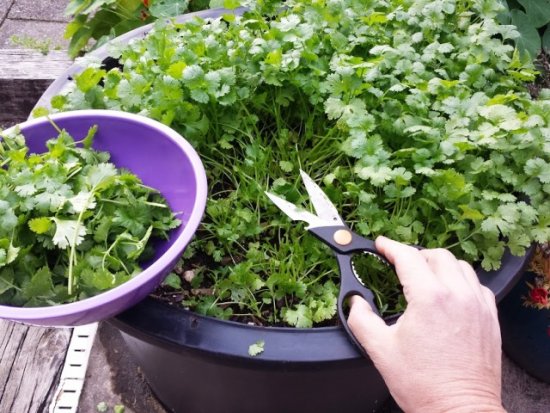 plantando cilantro