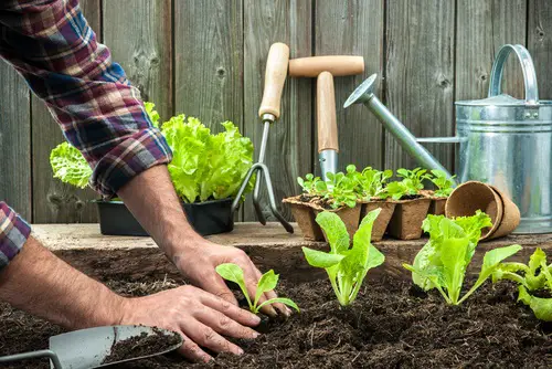 Camas de cultivo