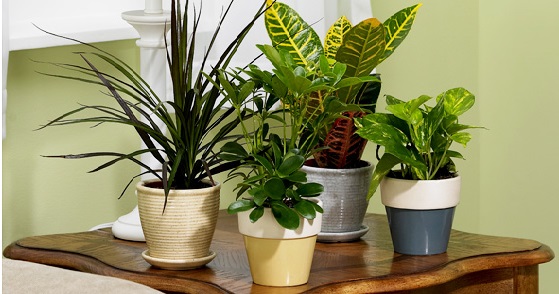 Consejos para cuidar estas plantas de interior