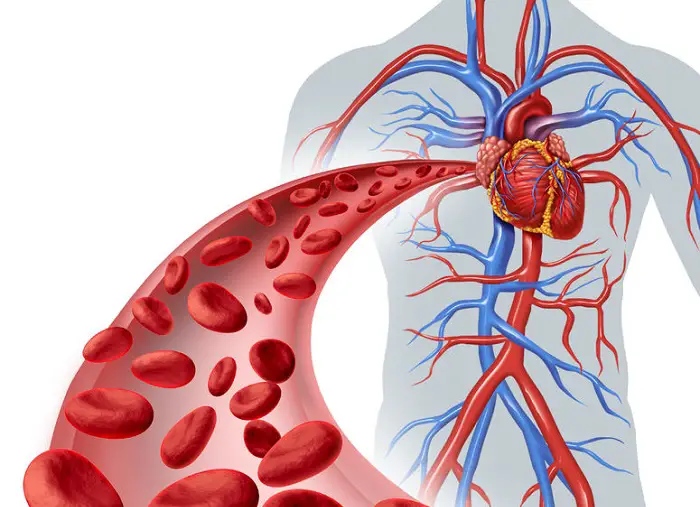 Cómo mejorar la circulación de la sangre
