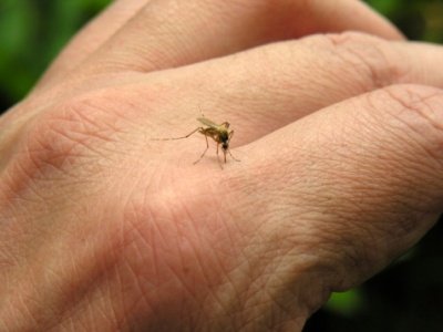 Vicks VapoRub mosquitos