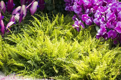 helechos jardín plantas