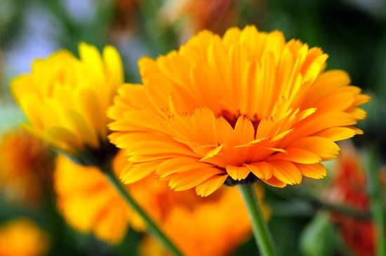 calendula