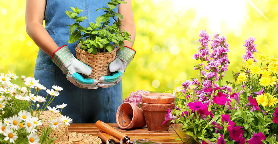 consejos para arreglar un jardín con flores