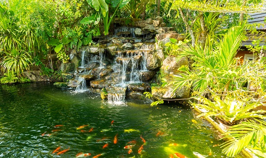 jardines acuáticos