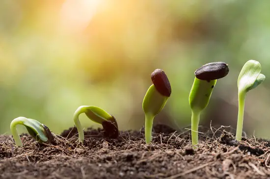 tierra para el jardín
