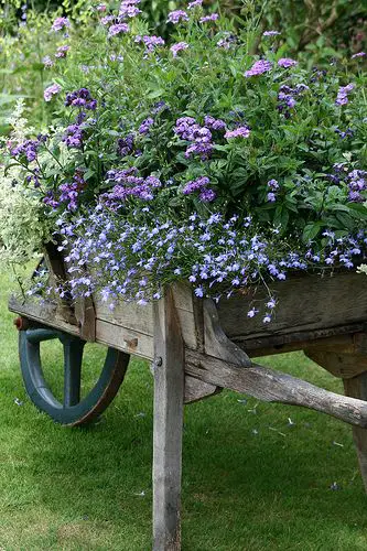 flores para decoración en jardín