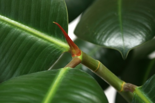 Ficus Elastica