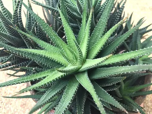 cactus plantas de interior para cultivar