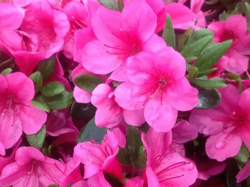 fertilizante para flores con café molido