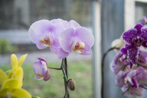 orquídea plantas de interior que modifican el ambiente 