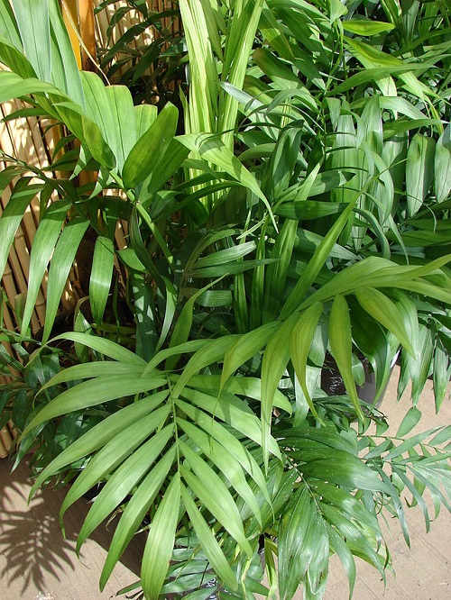 palmera elegante plantas de interior que mejoran el ambiente