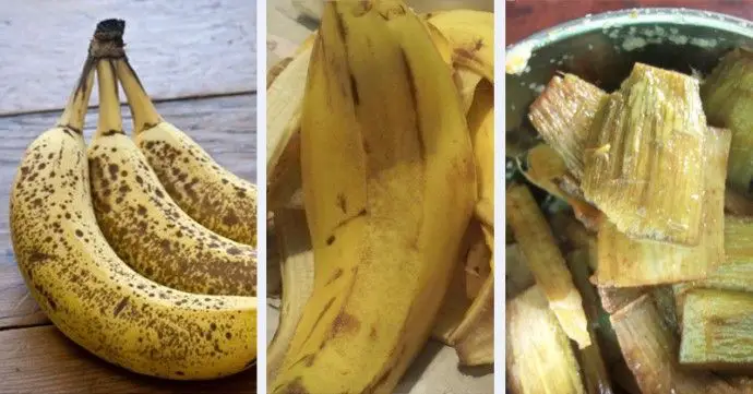 cáscara de banana 