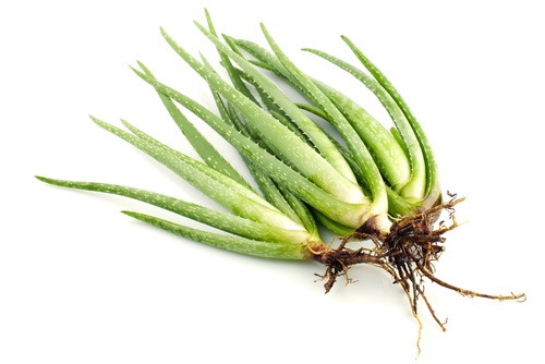 raíz aloe vera