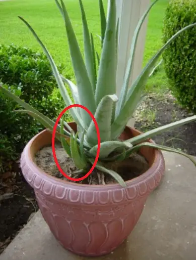 hijo de aloe vera