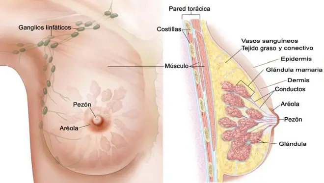 desintoxicacion-de-axila-cancer-de-mama