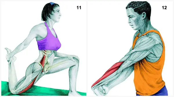 estiramientos musculares cadera antebrazo