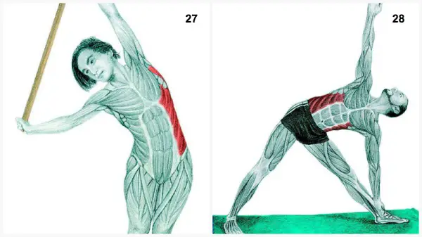 estiramientos musculares flexión con bastón