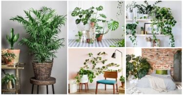 Plantas de interior que requieren poca luz