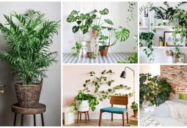 Plantas de interior que requieren poca luz