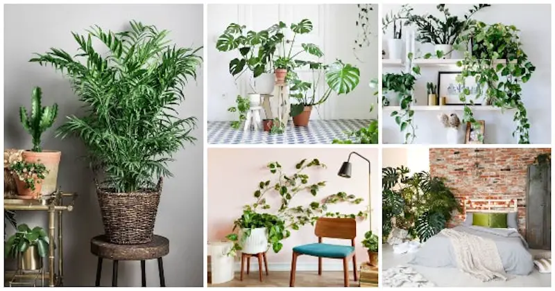 Plantas de interior que requieren poca luz